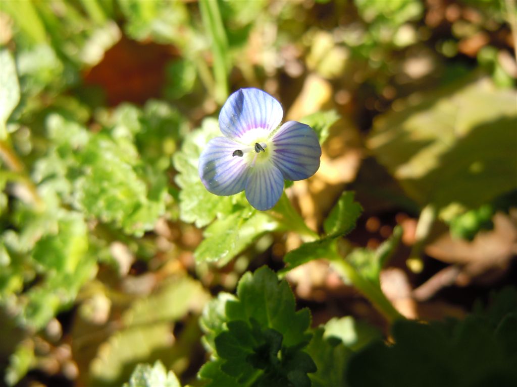 Fiorellini blu - Veronica persica